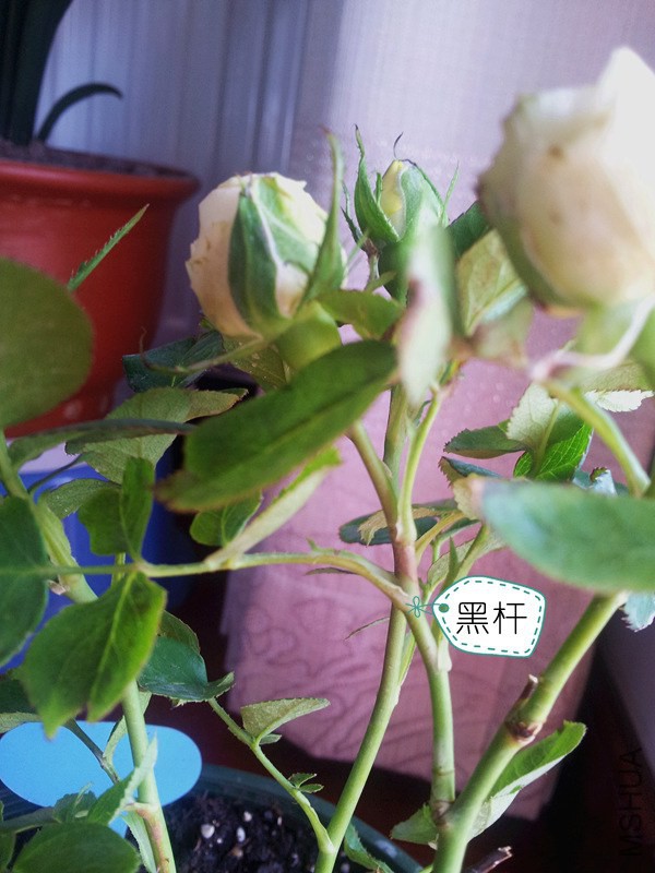 �ڸ�2
