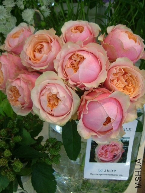 �ޥꥢ�ʥ��`��1.jpg