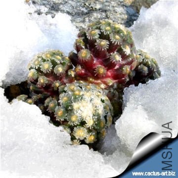Mammillaria_theresae_snow_360.jpg