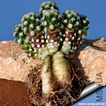 Mammillaria_theresae_04_360.jpg