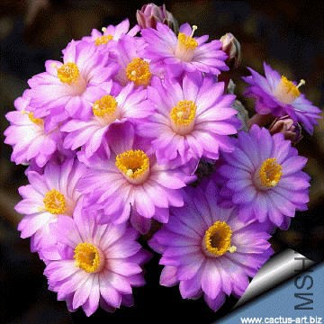 Mammillaria_theresae_bouquet_360.jpg