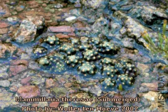 Coneto_pass_M_theresae_submerged_Wolter_ten_Hoeve_2003_540.jpg