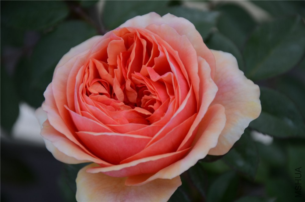 DSC_1929.jpg