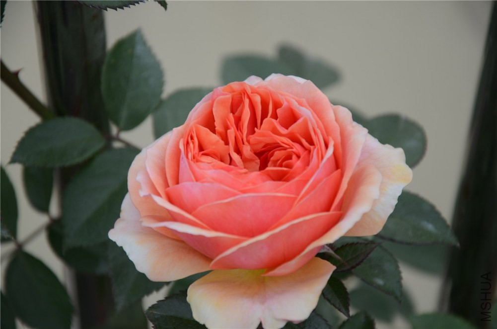 DSC_1934.jpg