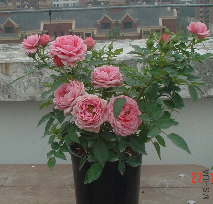 ������ʯ