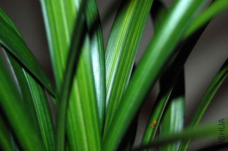 DSC_00530053_1.JPG