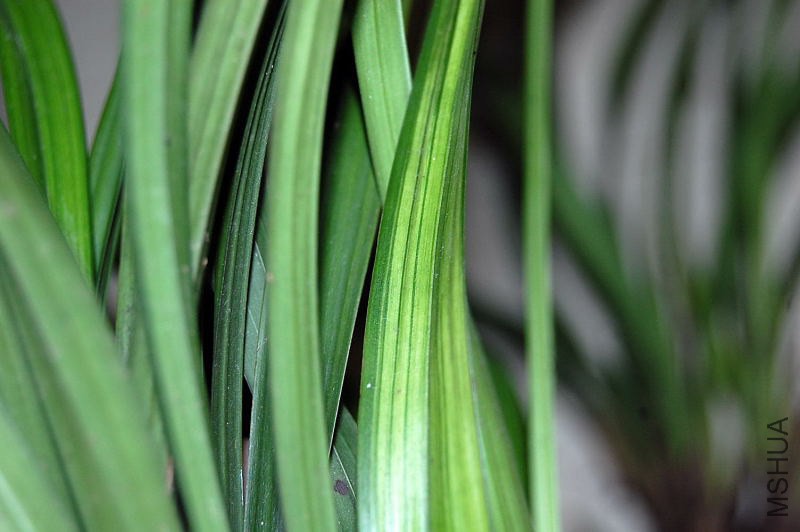 DSC_00550055_1.JPG