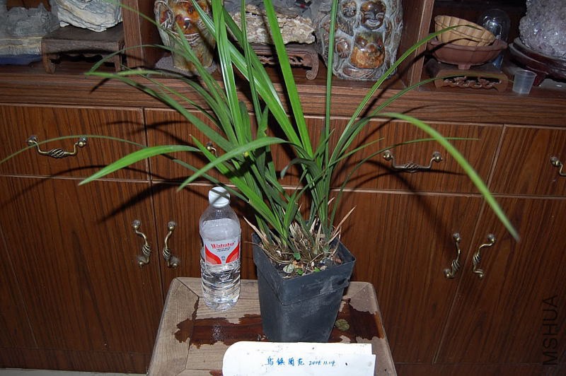 DSC_00610061_1.JPG