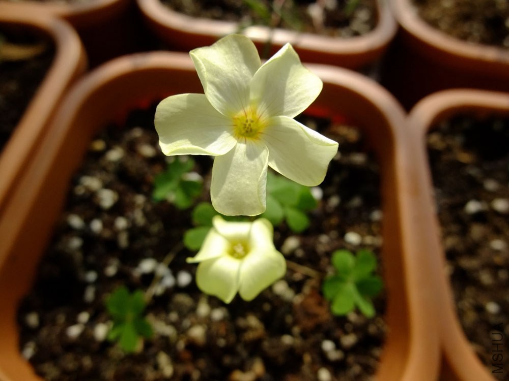39.Oxalis perdicaria.�׺���Ҷ.3.jpg