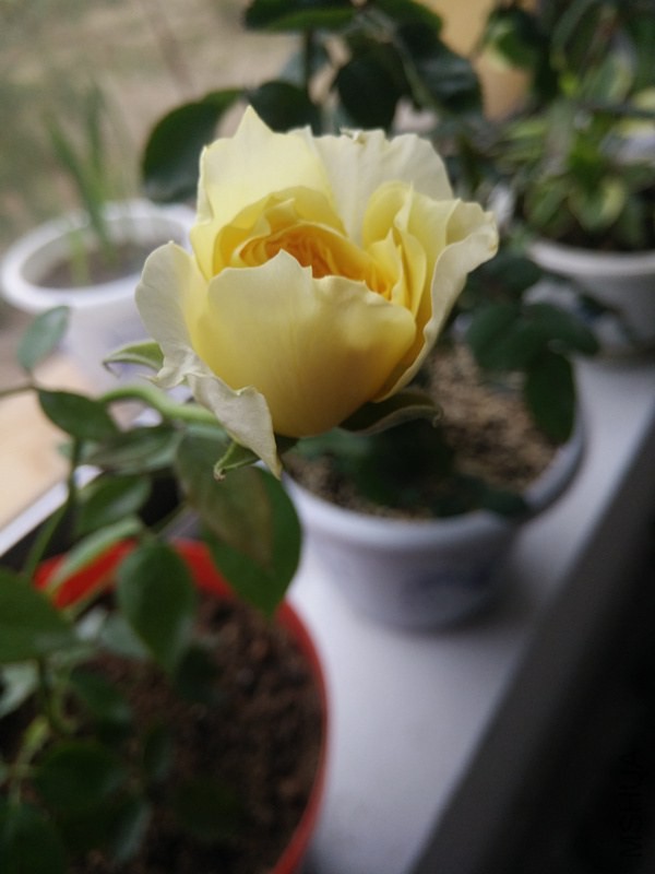 IMG20141101072222_.jpg