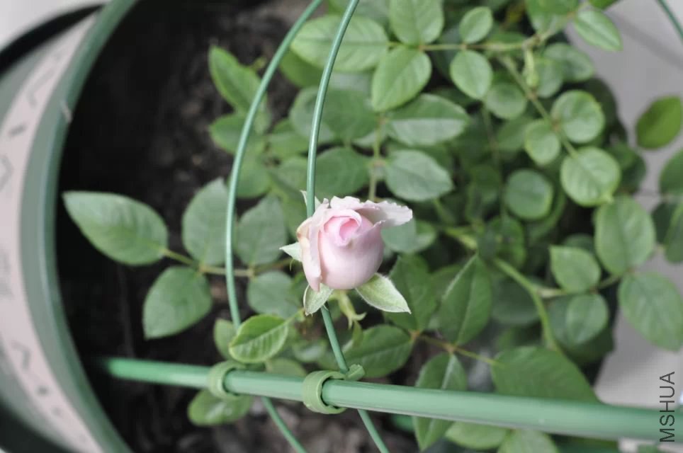 ���D