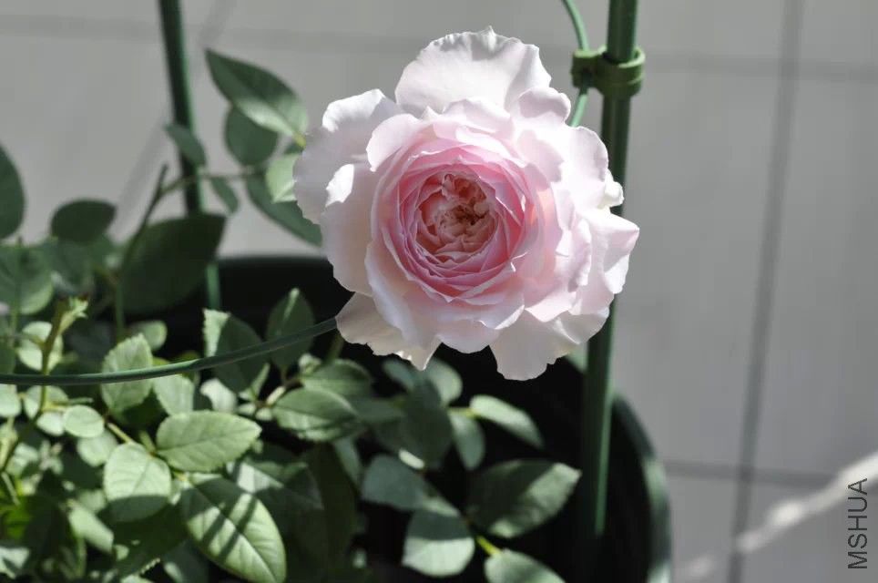 ���D