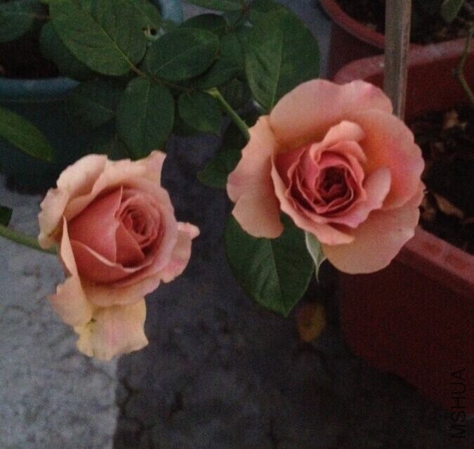 QQͼƬ20141116150754.jpg