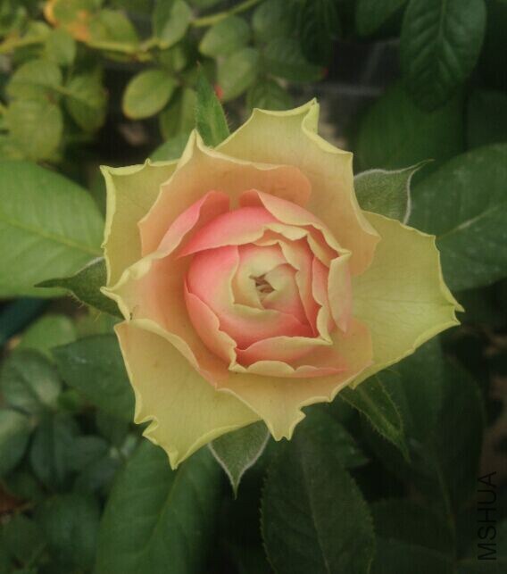 QQͼƬ20141116160934.jpg