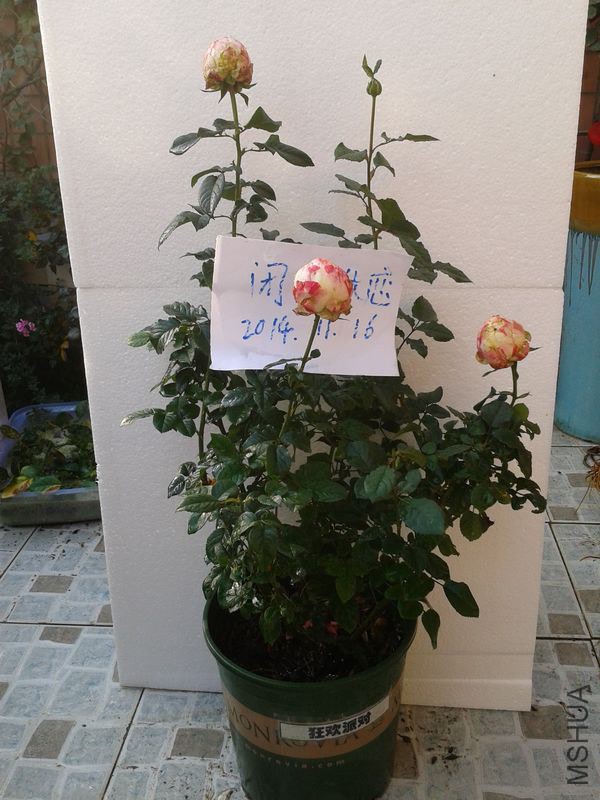2014-11-16 14.59.34.jpg