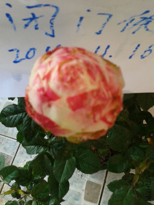2014-11-16 15.02.39.jpg