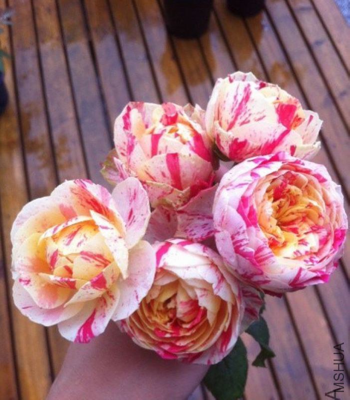 image (1).jpg