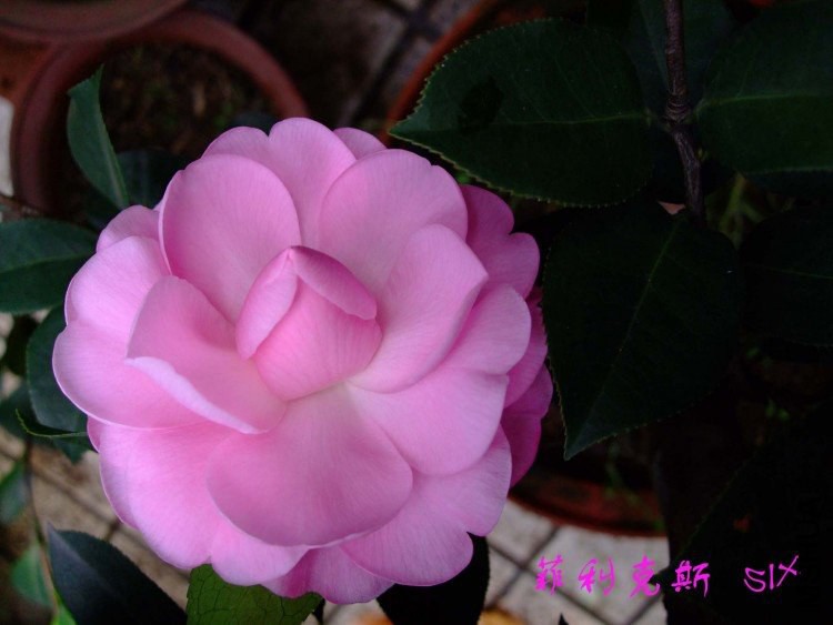 ������˹ 10-3-7f.jpg