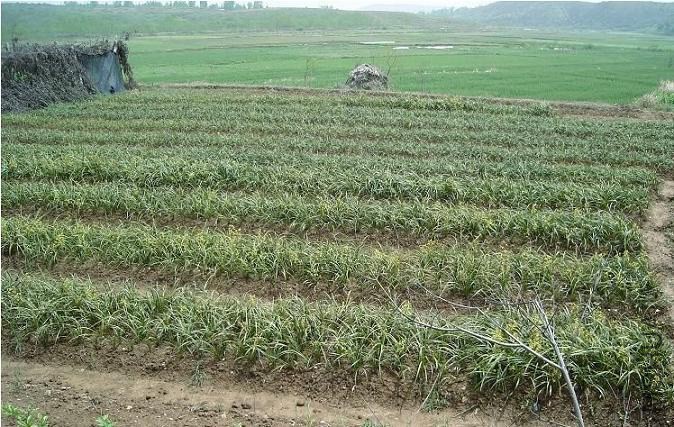 ���������ɽ������ũ�ֵĵ�