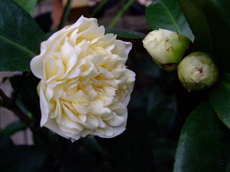 ������ 2012-3-15f 061.jpg