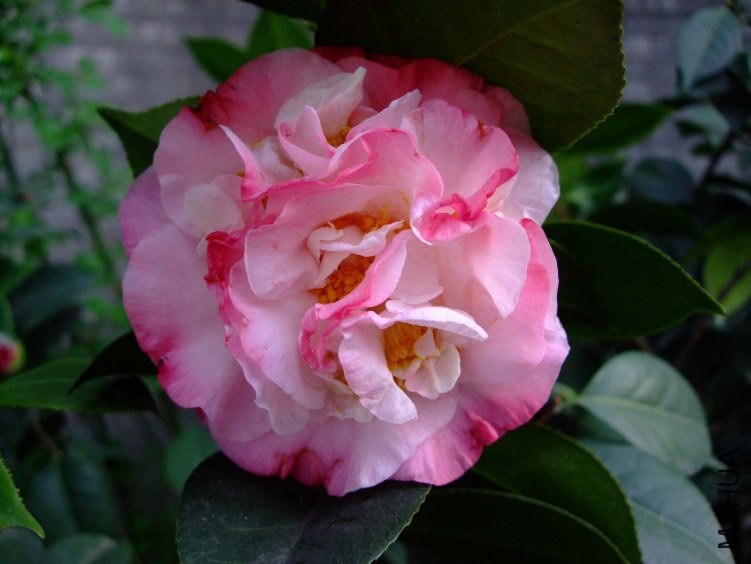 ���µ���� 2012-3-31f 029.jpg