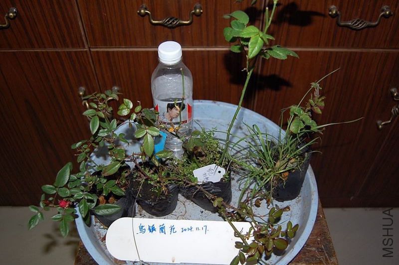 DSC_00310031.JPG
