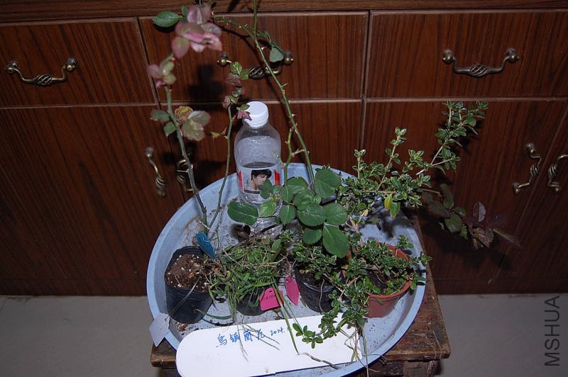 DSC_00400040.JPG