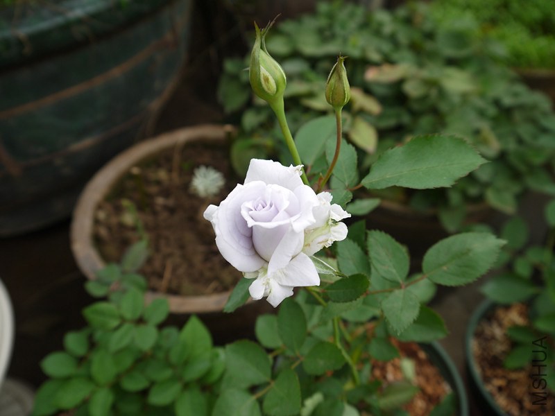 P1020049_����.jpg