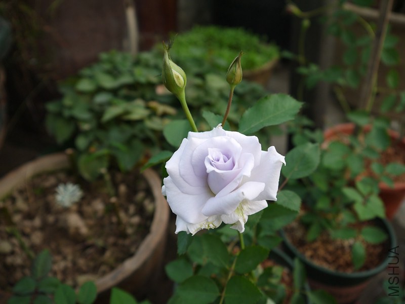 P1020068_����.jpg