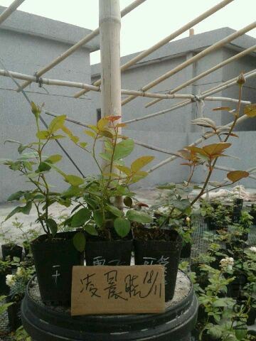 QQͼƬ20141118193855.jpg