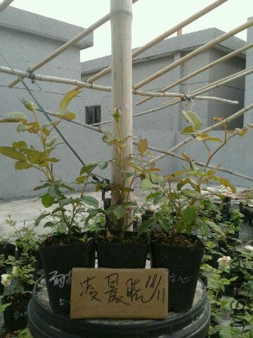 QQͼƬ20141118193858.jpg