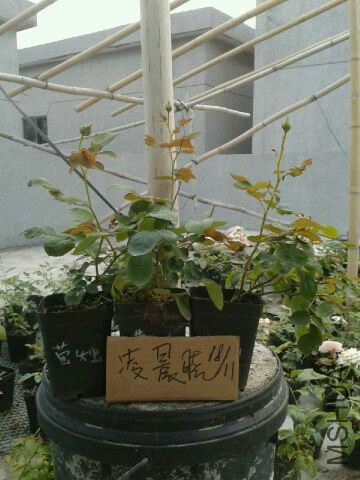 QQͼƬ20141118193901.jpg