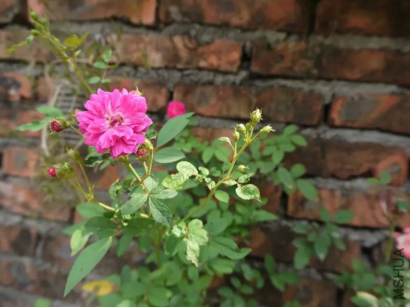 psb (8).jpg
