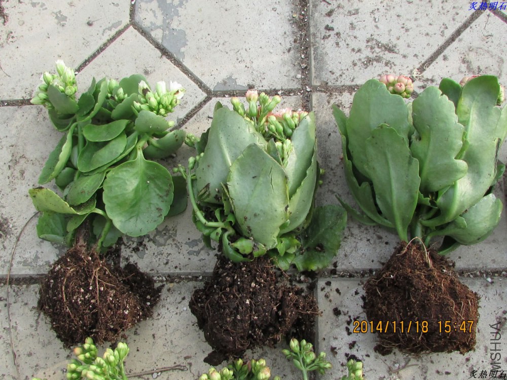 IMG_1268_nEO_IMG.jpg