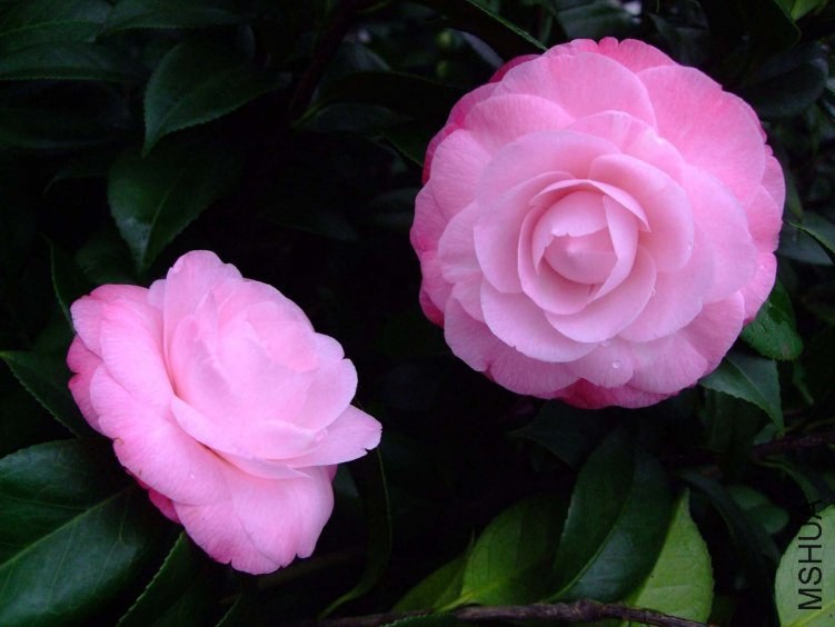 ��Ը 2013-2-6 028.jpg