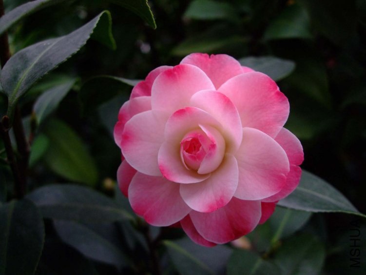 ����ã 2013-3-10 050.jpg