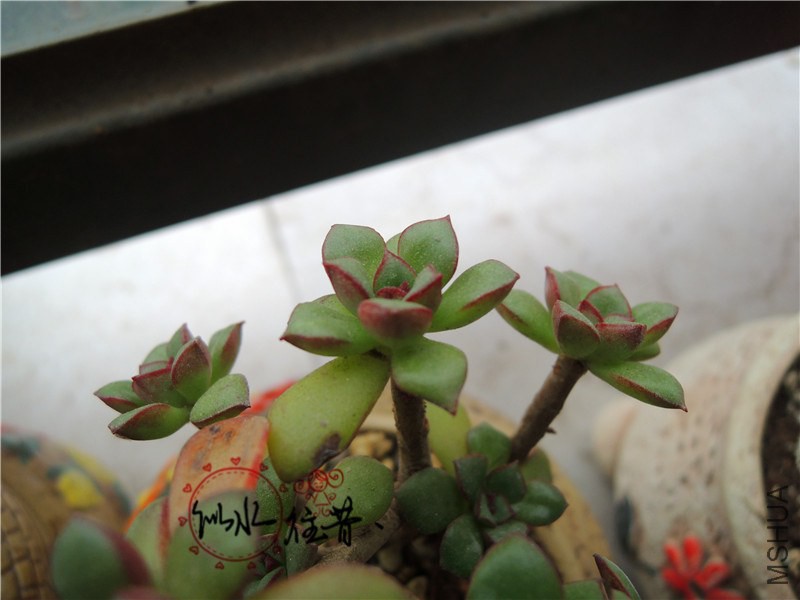 DSCN2487.jpg