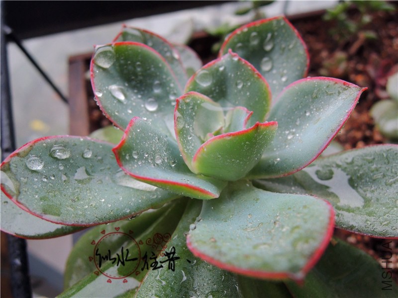 DSCN3798.jpg