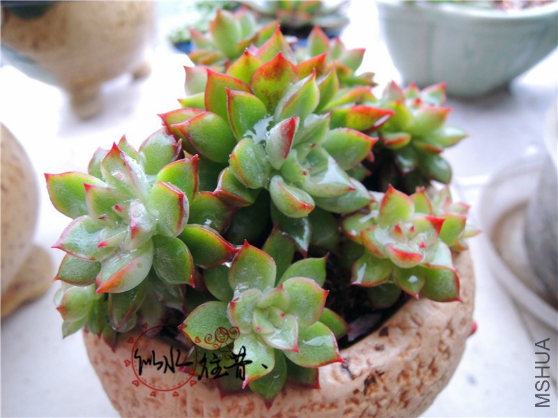 DSCN3805.jpg