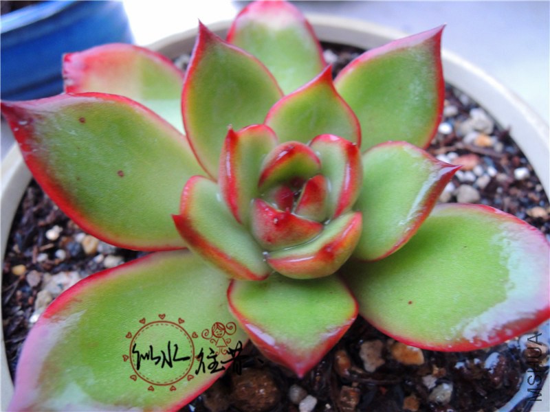 DSCN3816.jpg