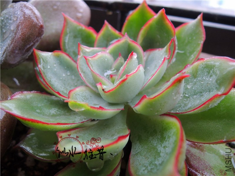 DSCN3901.jpg
