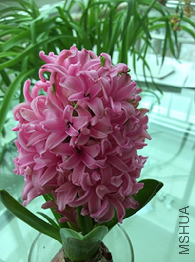 ͼ��С��Ʒ�ʸ�