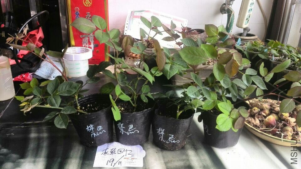 QQͼƬ20141119110547.jpg