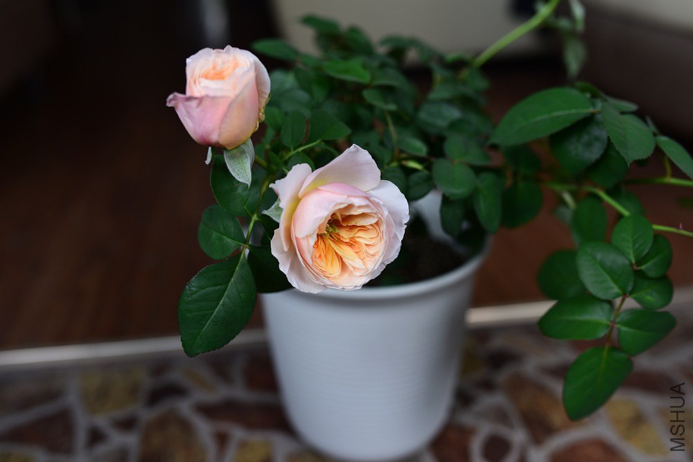 DSC_1582.JPG