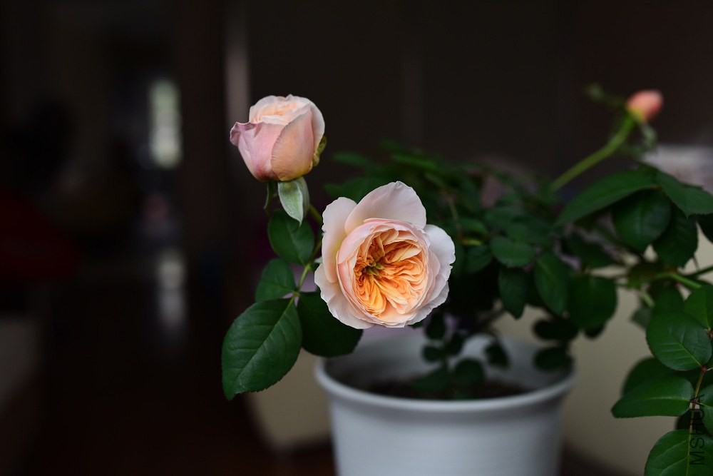 DSC_1585.JPG