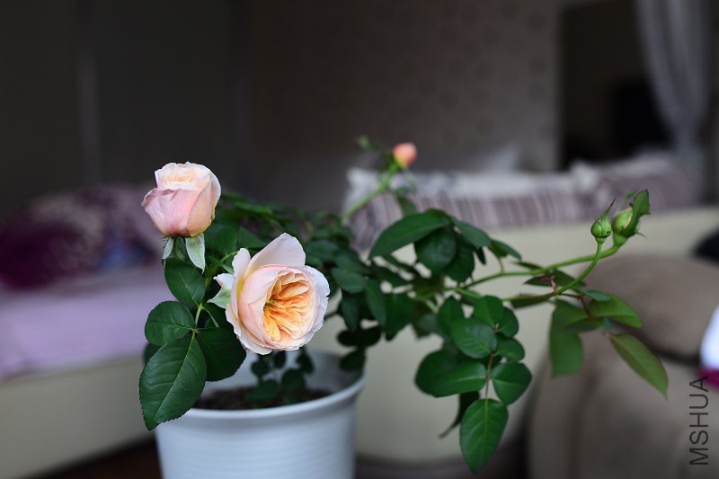 DSC_1589.JPG