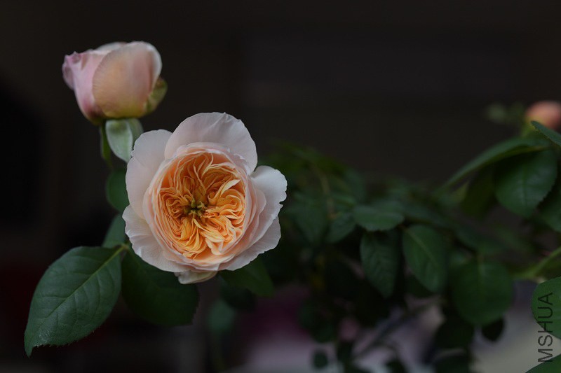 DSC_1599.JPG