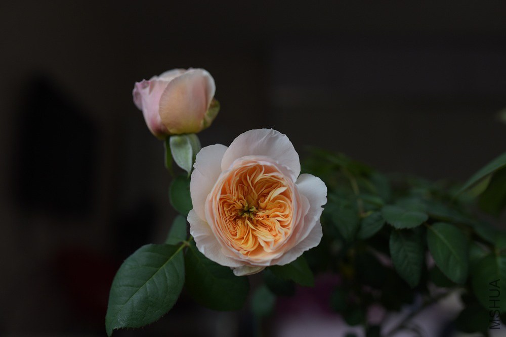 DSC_1600.JPG