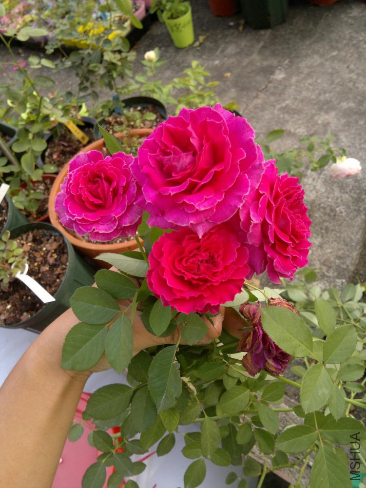 2014-10-26-5402.JPG