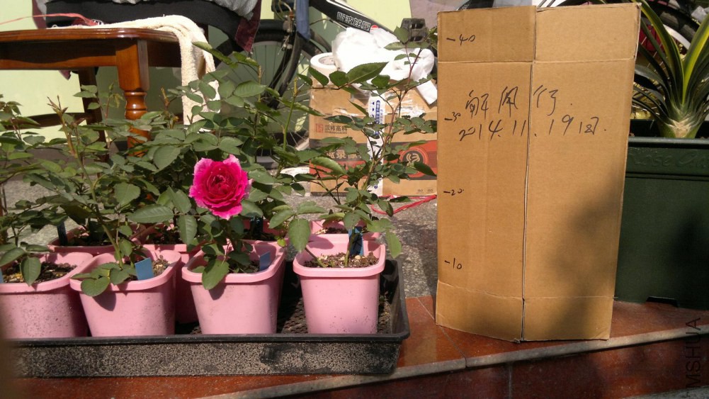 2014-11-19-034.JPG